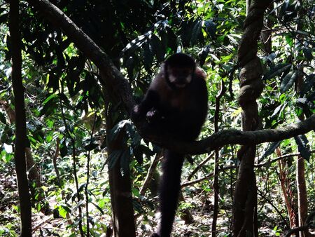 monkey in the jungle missions argentina