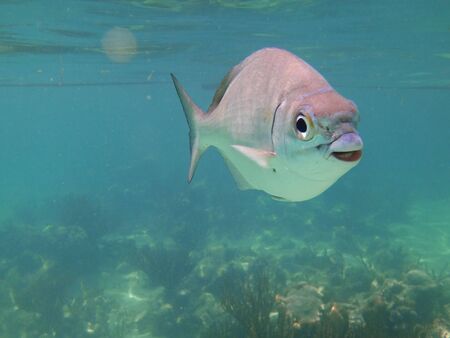 fish swimming in the open seaの写真素材
