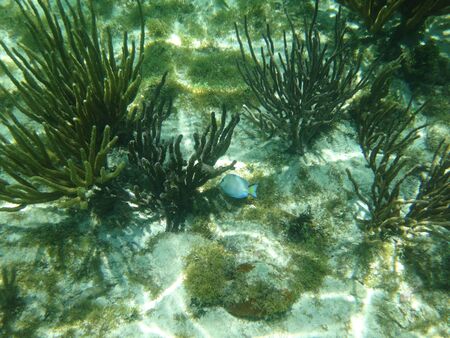 coral reef in the caribbeanの写真素材