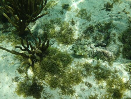 coral reef in the caribbeanの写真素材