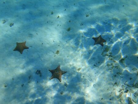 starfish in the caribbeanの写真素材