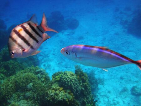 fish swimming in the open seaの写真素材