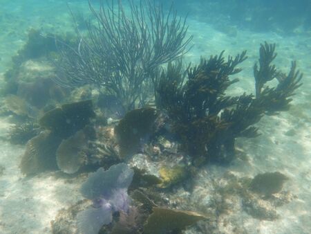coral reef in the caribbeanの写真素材
