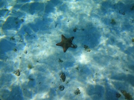 starfish in the backgroundの写真素材