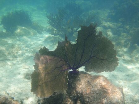 coral reef in the caribbeanの写真素材