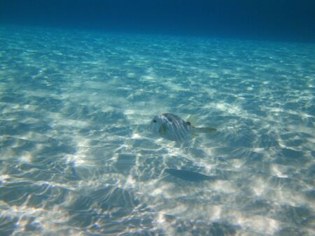 fish swimming in caribbean seaの写真素材