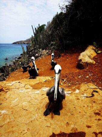 pelicans in the caribbeanの写真素材