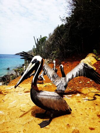 pelicans in the caribbeanの写真素材
