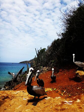 pelicans in the caribbeanの写真素材