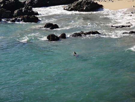 birds on the coast of chileの写真素材