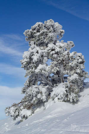 Snow-covered tree on a sunny day under a deep blue sky. Concept cold winter. Pure nature. Vertical view.の写真素材