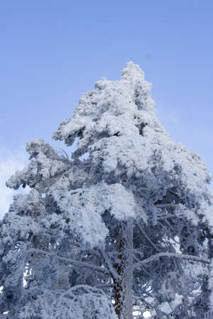 tree covered with fresh snow on a sunny winter day. Winter concept. Snow white and sky blue contrastの写真素材