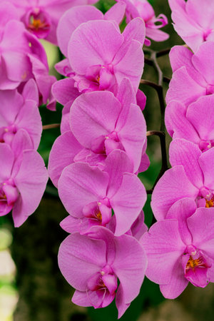 Bright pink hanging orchid corsages. Beauty concept. Vertical view. Background and wallpaper.の写真素材