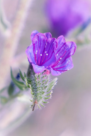 Two small purple flowers with an insect on their green leaves. Background blur. Vertical view. Purple and green colours.の写真素材