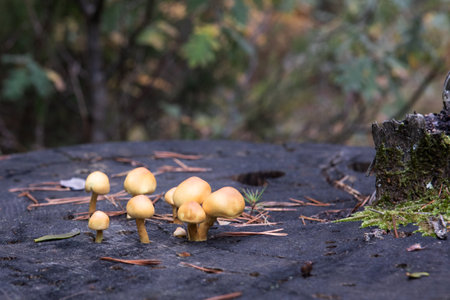 A group of orange mushrooms growing on a cup trunk in autumn. Hypholoma lateritium. Horizontal view. Fall colours. .の写真素材