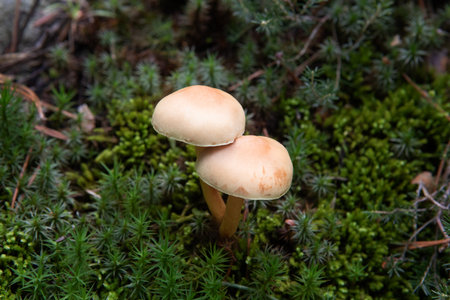 Overhead shot of two mushrooms among the fresh green moss in autumn. Gymnopus dryophilus. Horizontal view. Orange cup. Fall colours.の写真素材