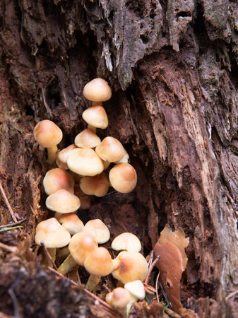 A clump of mushrooms growing in the crack of a tree trunk in autumn. Hypholoma lateritium. Vertical view. Autumn colours.の写真素材