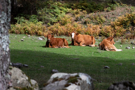 General shot of three cows lying in a green meadow, two of them are looking at the camera. Horizontal view.の写真素材