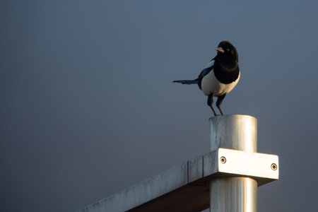 Magpie perched on a metal fence at sunset. Urban bird of the corvid family. Empty space for lettering.の写真素材