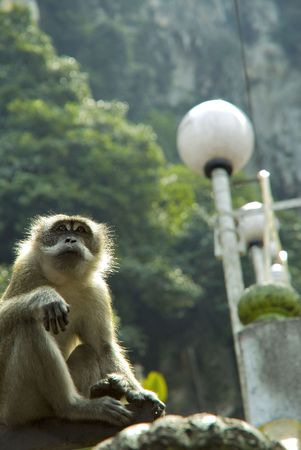 Yogi Monkey の写真素材