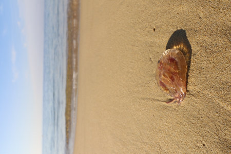 jellyfish on the fine sand beach of Almadrava in Roses, Costa Brava