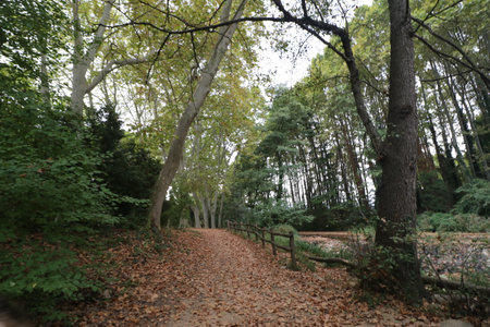Autumnal path in the park with fallen leaves and trees, in the park of Sant Salvador in Santa Coloma de Farners in Cataloniaの写真素材