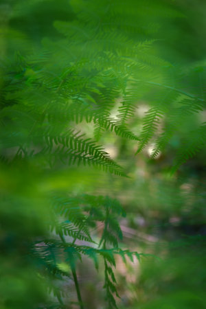 Abstract background of ferns in the forest. Green color predominates. The ferns are behind some leaves that are out of focus.の写真素材