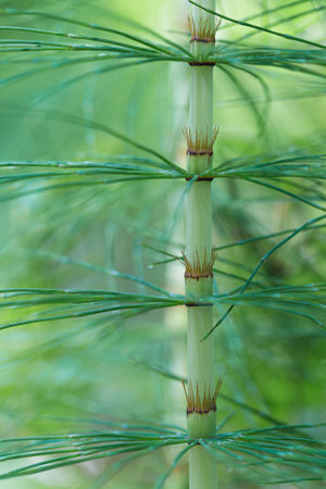 A green and abstract background of Detail of horsetail stem. Wild plant also called Tolkachik or Equisetum arvense. Selective focus, out of focus areas.の写真素材