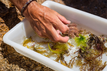 Man's hand on a tray with seaweed for study.