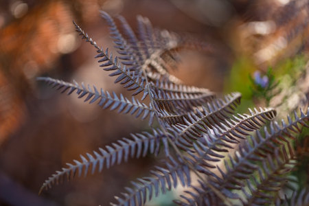 An autumnal image of a dry twisted fern in the woods. Select focus.
