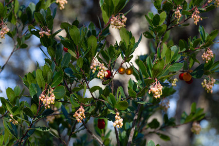 Detail of the branches of an arbutus tree with its fruits.の写真素材