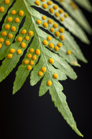 Leaf of a young fern with yellow spore balls on its underside. Select focus. Blurred parts.