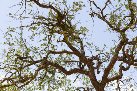 Image of an oak that has its branches with few leaves due to the lack of rain.