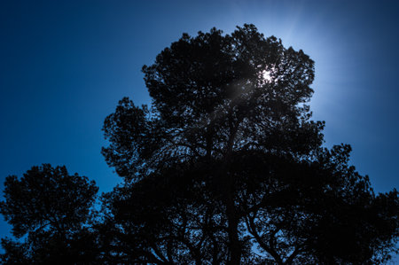 Backlighting pine, with sunbeams passing through its branches. The sky is blue. Horizontal.の写真素材