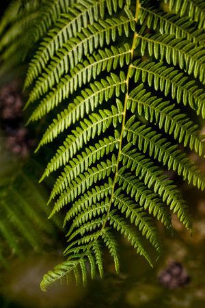 Image of a green fern leaf in the forest. Natural light. We appreciate its stem, axis, leaflet and...