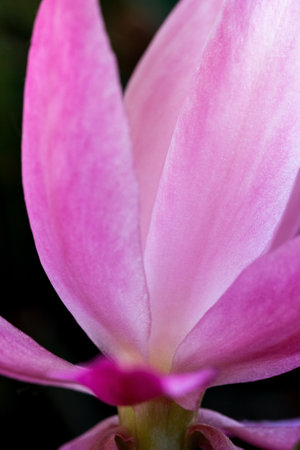 Detail of petals of pink flower of Cyclamen persicum. Selective focus. Black background. Vertical.の写真素材