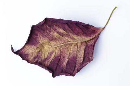 Bottom a dry leaf of lilac or maroon color of a plant. White background.