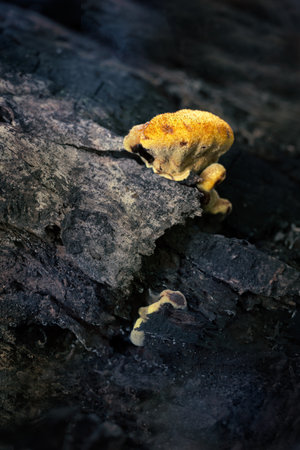 A mushroom is growing on a rock. The mushroom is yellow and has a brown cap