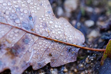 An autumn leaf covered in dew drops. Intricate details and texture of the leaf, highlighted by the...
