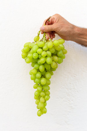 A large bunch of green organic grapes held by a man's hand. Behind the cluster is a rough, white...