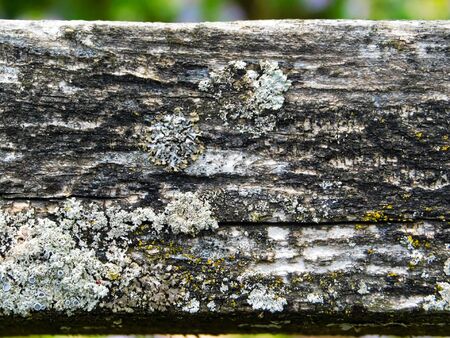 Close up of lichens and moss growing on an old wooden fence