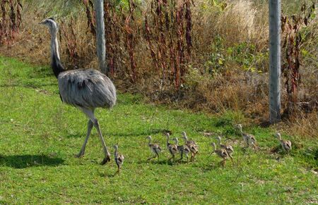 Male Emu with his baby chicks, at Lake Tobias Wildlife Parkの写真素材