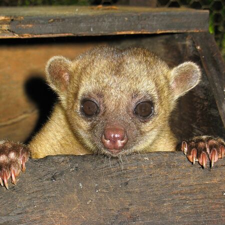 Kinkajou peaking out from enclosure, at the Belize Zoo near Belmopan, Belizeの写真素材