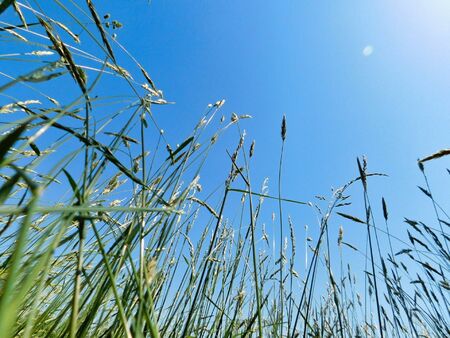 View from the ground of a grassy meadow, looking up at the clear blue sky, in a field in northern Delawareの写真素材