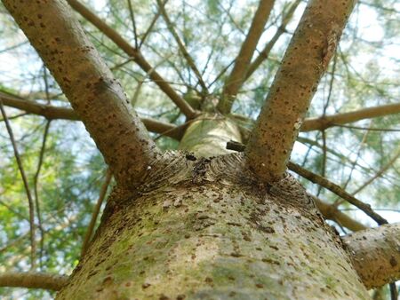A unique perspective looking up the trunk of a pine tree; two branches in the foreground with others in the backgroundの写真素材