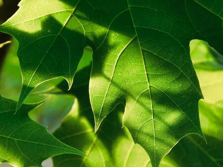 Close up of a maple leaf in the light of the sunset