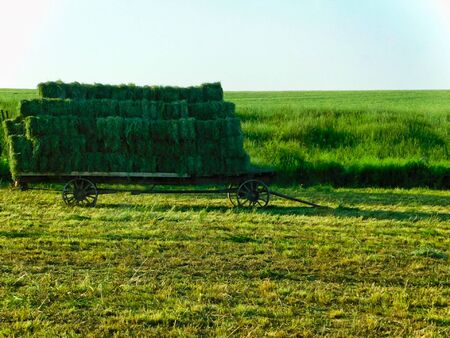 Freshly cut alfalfa hay bales stacked on a cart, southeastern Pennsylvaniaの写真素材
