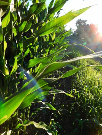 Sun setting on the edge of a tall corn field in the summer, near Liverpool, Pennsylvaniaの写真素材