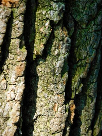 Close up of rough tree bark, with deep grooves and natural sunlight from the sideの写真素材