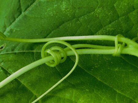 Delicate tendrils of a pumpkin plant curl around eachother in a home gardenの写真素材